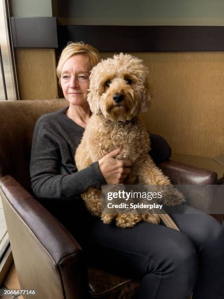 woman sitting with dog in her lap - goldendoodle stock pictures, royalty-free photos & images