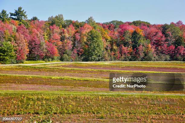 Cranberry plants are growing in the cranberry marsh before the marsh is flooded during the cranberry harvest in Bala, Ontario, Canada, on September...