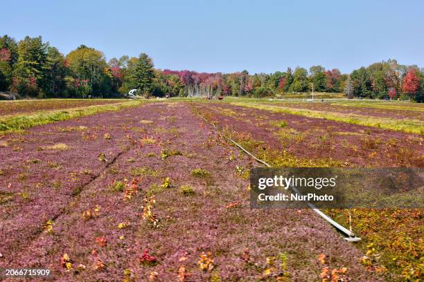 Cranberry plants are growing in the cranberry marsh before the marsh is flooded during the cranberry harvest in Bala, Ontario, Canada, on September...