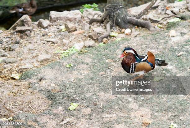high angle side view of a mandarin duckling walking on a rock path in the foreground - dodge stock pictures, royalty-free photos & images