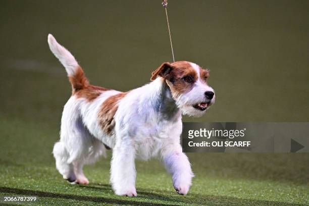 The Jack Russell, "Zen" competes in the ring during the Best in Show event on the final day of the Crufts dog show at the National Exhibition Centre...