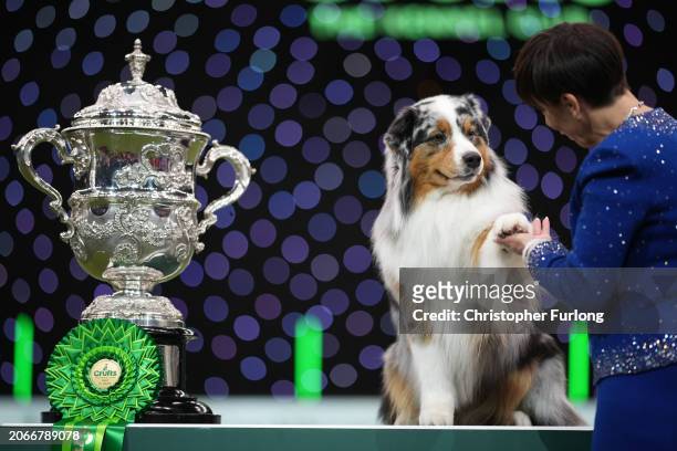 Viking , an Australian Shepherd, aged three, co-owned by Melanie Raymond, John Shaw and Kerry Kirtley from Solihull, Birmingham wins Best in Show...