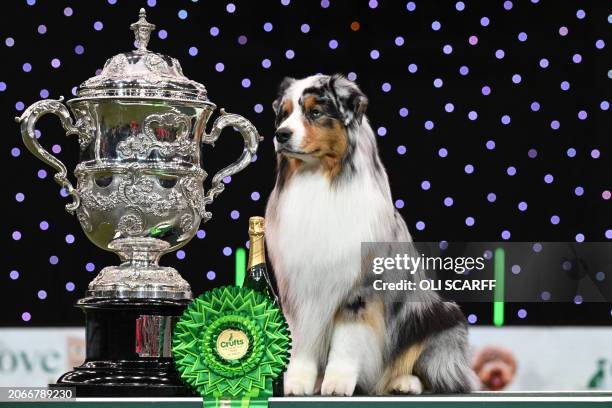 Winner of Best in Show, the Australian Shepherd, "Viking" poses for photographs at the trophy presentation for the Best in Show event on the final...