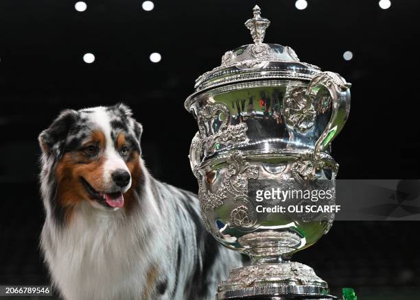 Winner of Best in Show, the Australian Shepherd, "Viking" poses for photographs at the trophy presentation for the Best in Show event on the final...