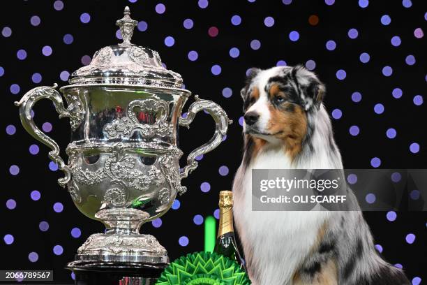 Winner of Best in Show, the Australian Shepherd, "Viking" poses for photographs at the trophy presentation for the Best in Show event on the final...