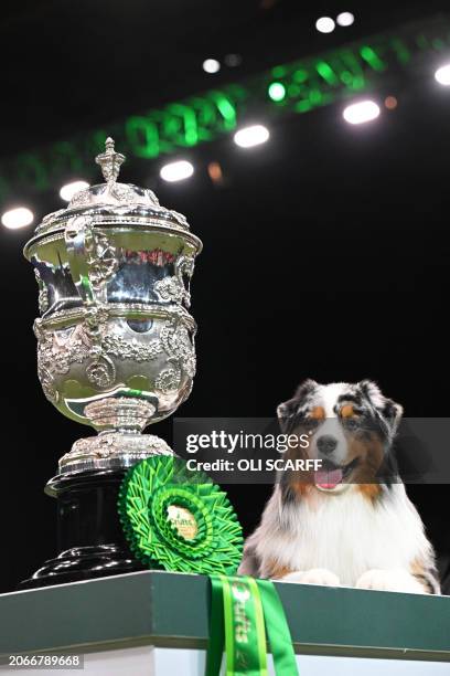 Winner of Best in Show, the Australian Shepherd, "Viking" poses for photographs at the trophy presentation for the Best in Show event on the final...