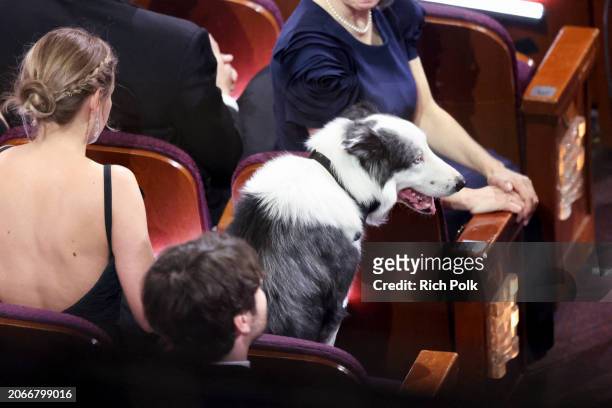 Messi the dog at the 96th Annual Oscars held at Dolby Theatre on March 10, 2024 in Los Angeles, California.