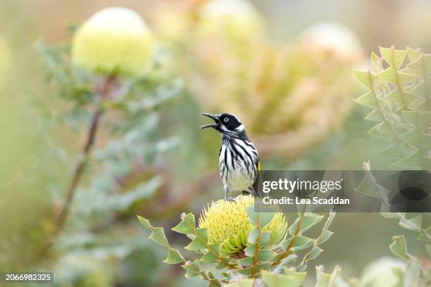 new holland honeyeater on a banksia - australia native flowers stock pictures, royalty-free photos & images