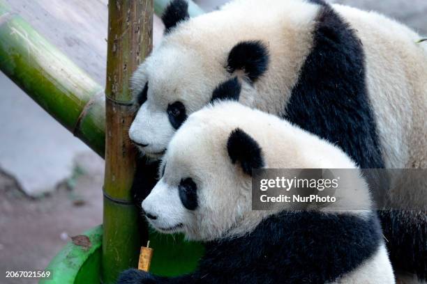 Snatched Panda 139 Two Giant Pandas Eating Stock Photos, High-Res Pictures, and Images ...