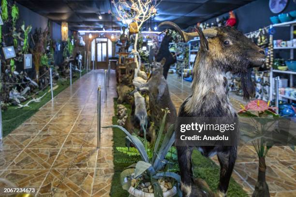 View of stuffed animals at the shop of Sherzad Abdullah, a taxidermist, as he stuffs animals that have died of natural causes with a special process...