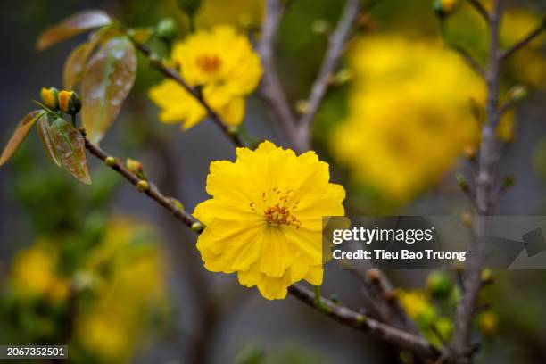 ochna integerrima - tet stock pictures, royalty-free photos & images