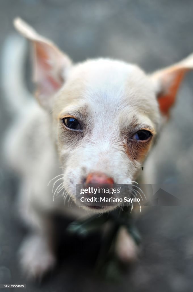 Close-up, top-down vertical shot of an Aspin (Canis lupus familiaris) sitting on the ground with its face expressing sadness.