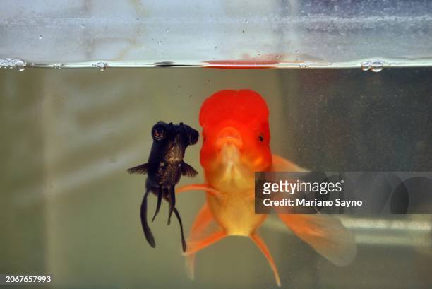horizontal close-up portrays telescope and oranda goldfish breeds (carassius auratus auratus) swimming gracefully side by side in front of the aquarium glass. - bigscale soldierfish stock pictures, royalty-free photos & images