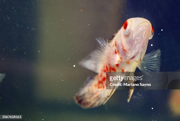 horizontal close-up shot depicts an albino tiger oscar fish (astronotus ocellatus) facing upward, close to the glass of the aquarium. - albino animals stock pictures, royalty-free photos & images
