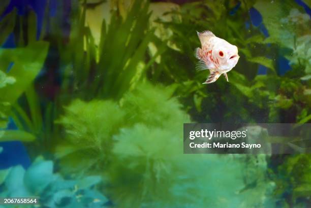 horizontal shot of an albino tiger oscar fish (astronotus ocellatus) swimming through aquatic plants. - albino animals stock pictures, royalty-free photos & images