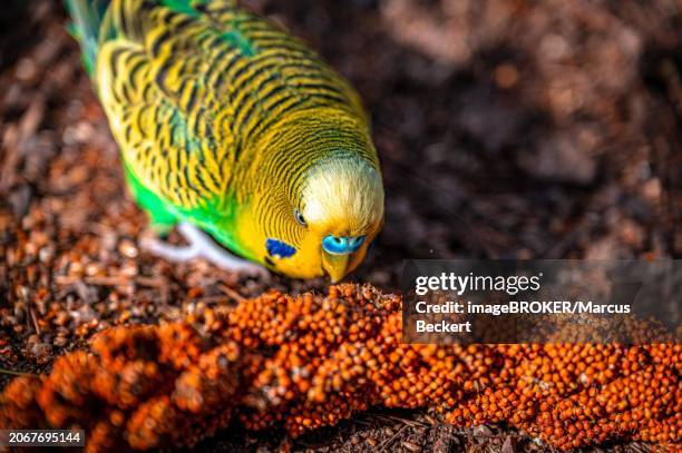 budgie (melopsittacus undulatus) nibbling on a millet cob, eisenberg, thuringia, germany, europe - eisenberg thuringia stock pictures, royalty-free photos & images