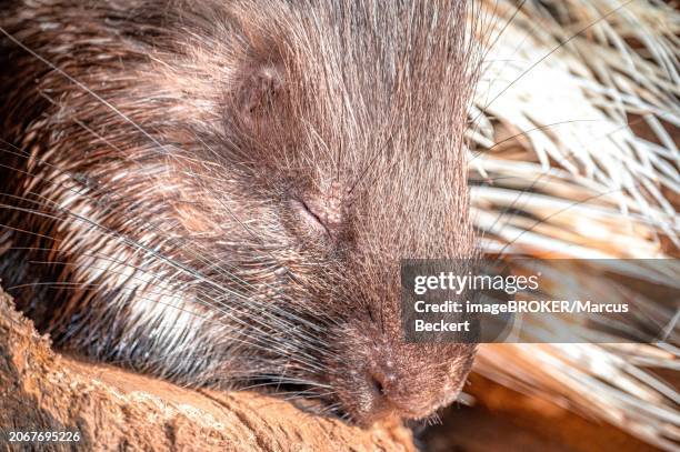 face of a sleeping old world porcupine (hystricidae), eisenberg, thuringia, germany, europe - eisenberg thuringia stock pictures, royalty-free photos & images