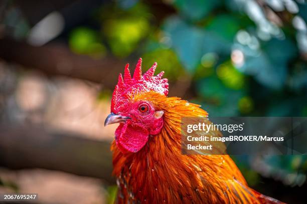 red brahma cock (gallus gallus domesticus) on a stone, eisenberg, thuringia, germany, europe - eisenberg thuringia stock pictures, royalty-free photos & images