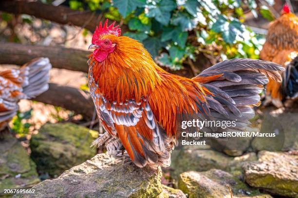 red brahma cock (gallus gallus domesticus) on a stone, eisenberg, thuringia, germany, europe - eisenberg thuringia stock pictures, royalty-free photos & images