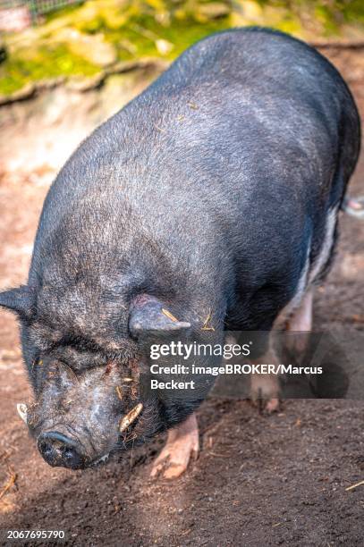 vietnamese pot-bellied pig (sus scrofa domesticus) in its territory, eisenberg, thuringia, germany, europe - eisenberg thuringia stock pictures, royalty-free photos & images