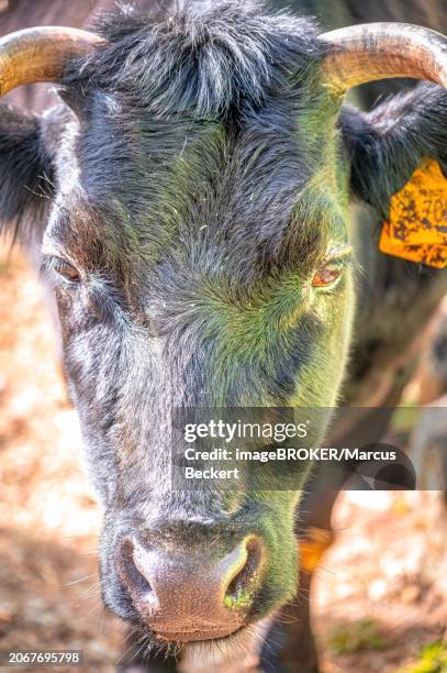 portrait of a black ox (bovis), eisenberg, thuringia, germany, europe - eisenberg thuringia stock pictures, royalty-free photos & images