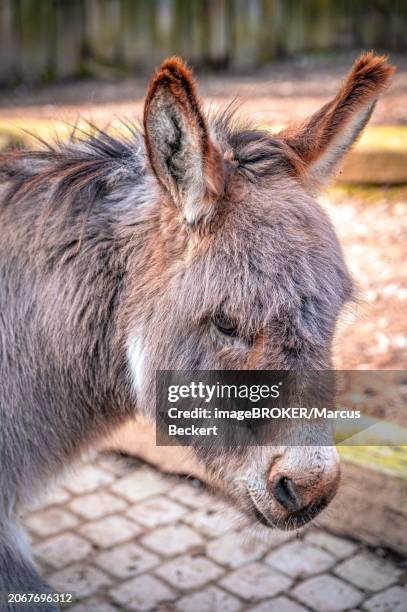 portrait of a european donkey (equus asinus asinus), eisenberg, thuringia, germany, europe - eisenberg thuringia stock pictures, royalty-free photos & images