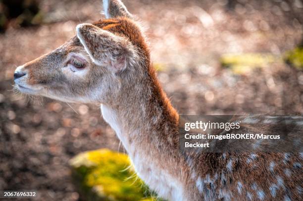 young deer (fawns) in the forest, eisenberg, thuringia, germany, europe - eisenberg thuringia stock pictures, royalty-free photos & images
