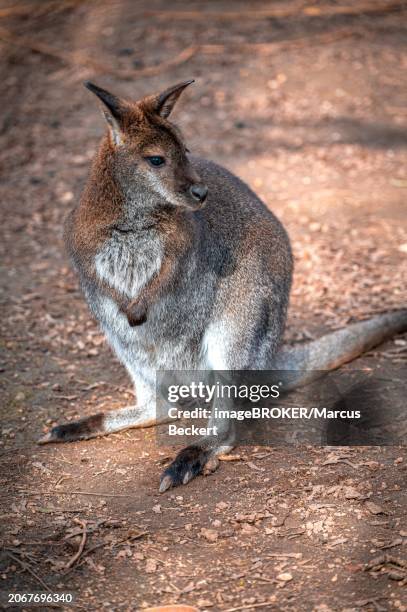 australian wallaby kangaroo (notamacropus parryi) observing its environment, eisenberg, thuringia, germany, europe - eisenberg thuringia stock pictures, royalty-free photos & images