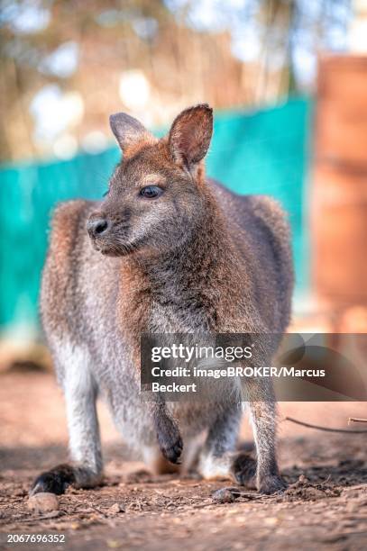australian wallaby kangaroo (notamacropus parryi) observing its environment, eisenberg, thuringia, germany, europe - eisenberg thuringia stock pictures, royalty-free photos & images