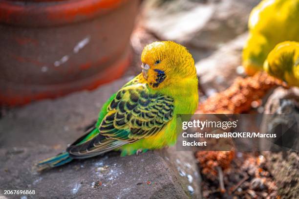 green and yellow budgie (melopsittacus undulatus) sitting on a stone, eisenberg, thuringia, germany, europe - eisenberg thuringia stock pictures, royalty-free photos & images