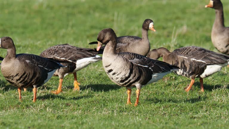 Fronted Greenland White Fronted Geese Videos and HD Footage - Getty Images