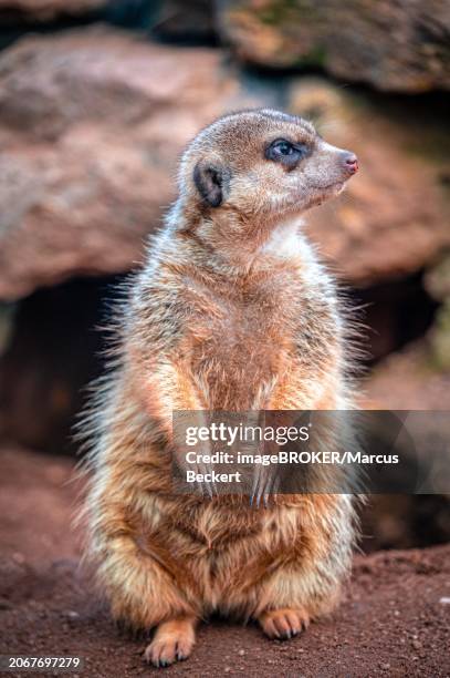 meerkats (suricata suricatta) in their territory with their usual behaviour, eisenberg, thuringia, germany, europe - eisenberg thuringia stock pictures, royalty-free photos & images