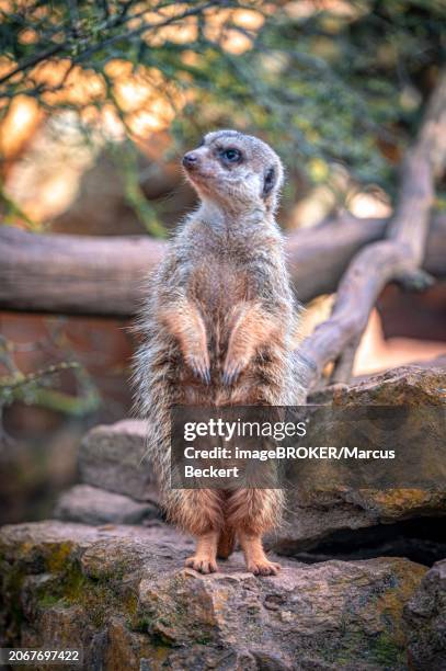 meerkats (suricata suricatta) in their territory with their usual behaviour, eisenberg, thuringia, germany, europe - eisenberg thuringia stock pictures, royalty-free photos & images