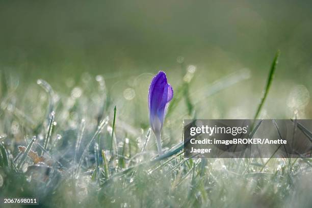 crocus with frost in the early morning, february, germany, europe - anette dawn stock pictures, royalty-free photos & images