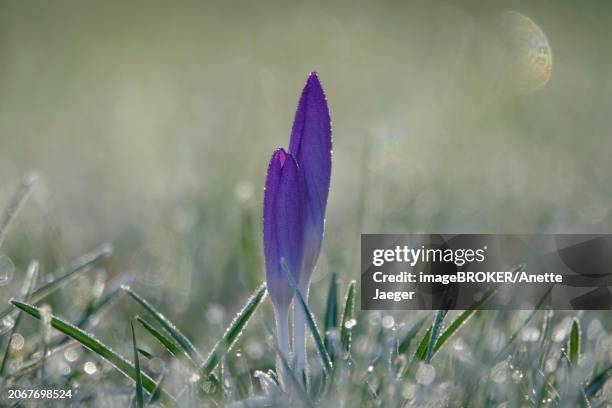 crocus with frost in the early morning, february, germany, europe - anette dawn stock pictures, royalty-free photos & images