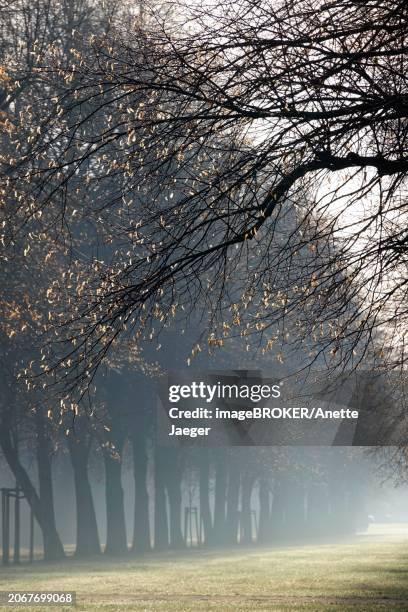 morning fog, february, germany, europe - anette dawn stock pictures, royalty-free photos & images