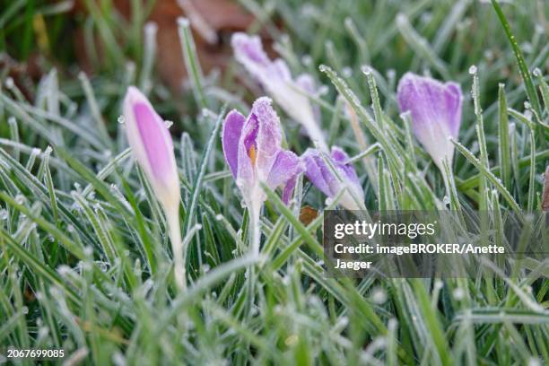 crocus blossom, winter morning, february, germany, europe - anette dawn stock pictures, royalty-free photos & images