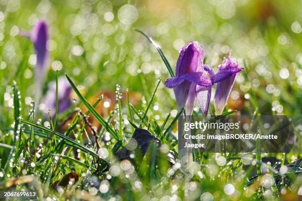crocus blossom, winter morning, february, germany, europe - anette dawn stock pictures, royalty-free photos & images
