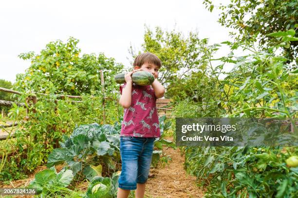 portrait of little boy having fun at the orchard collecting vegetables. - courgette stock pictures, royalty-free photos & images