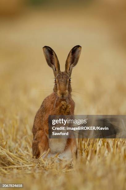 brown hare (lepus europaeus) adult animal in a farmland stubble field, norfolk, england, united kingdom, europe - stubble stock pictures, royalty-free photos & images