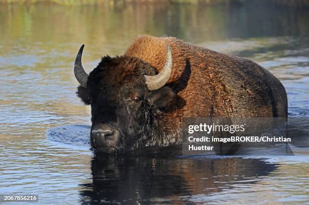 american bison (bos bison, bison bison) crossing a river, yellowstone national park, wyoming, usa, north america - rivier bos stock pictures, royalty-free photos & images