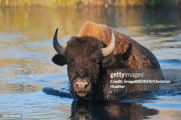 american bison (bos bison, bison bison) crossing a river, yellowstone national park, wyoming, usa, north america - rivier bos stock pictures, royalty-free photos & images