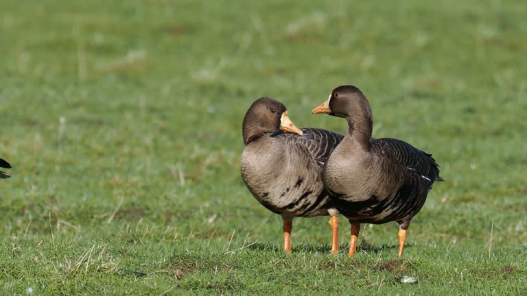Fronted Greenland White Fronted Geese Videos and HD Footage - Getty Images