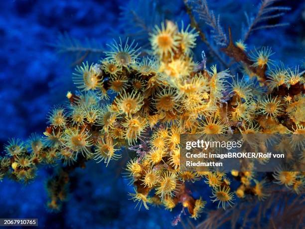 yellow cluster anemone (parazoanthus axinellae), dive site las cabras, la palma, canary islands, spain, atlantic ocean, europe - parazoanthus bildbanksfoton och bilder