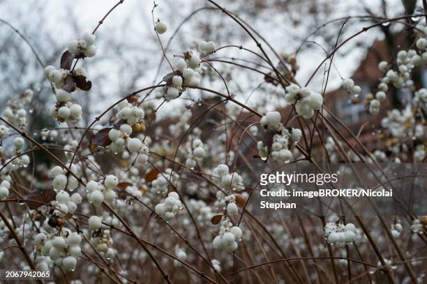 snowberries, white, wet, winter, lueneburg, lower saxony, germany, europe - symphoricarpos stock pictures, royalty-free photos & images