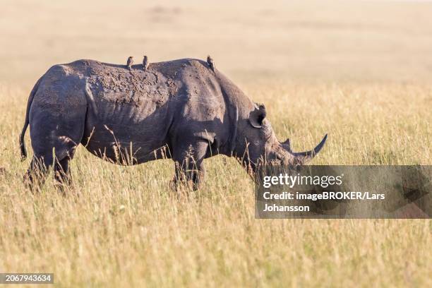 black rhinoceros (diceros bicornis) with yellow-billed oxpecker (buphagus africanus) birds on the back at the grass savanna in africa, maasai mara, kenya, africa - buphagus africanus stock pictures, royalty-free photos & images