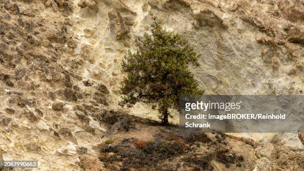 small juniper (juniperus) on the coast near fylakopi, milos, cyclades, greece, europe - small juniper stock pictures, royalty-free photos & images