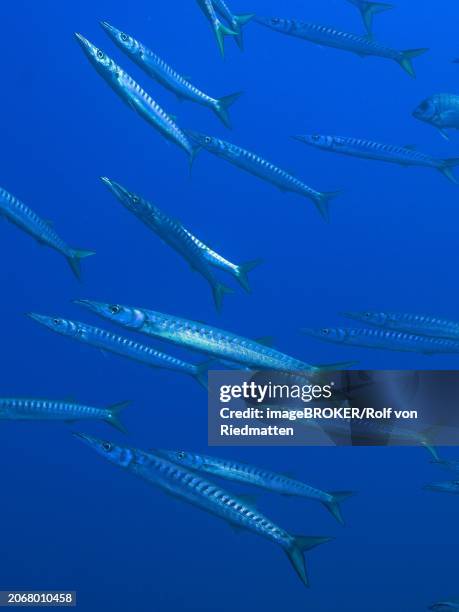school of fish, group, school of barracuda (sphyraena sphyraena) in the mediterranean sea near hyeres. dive site giens peninsula, cote d'azur, france, europe - european barracuda stock pictures, royalty-free photos & images