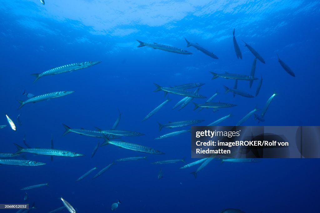 School of fish, group, school of barracuda (Sphyraena sphyraena) in the Mediterranean Sea near Hyeres. Dive site Giens Peninsula, Cote d'Azur, France, Europe