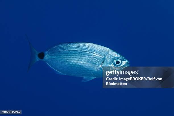 banded seabream (oblada melanura) in the mediterranean sea near hyeres, monochrome blue background, releasable. dive site marine reserve port cros, cote d'azur, france, europe - saddled sea bream stock pictures, royalty-free photos & images